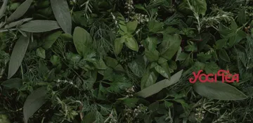 Představujeme značku Yogi Tea: čaje inspirované přírodou, kvalitou a odpovědným přístupem